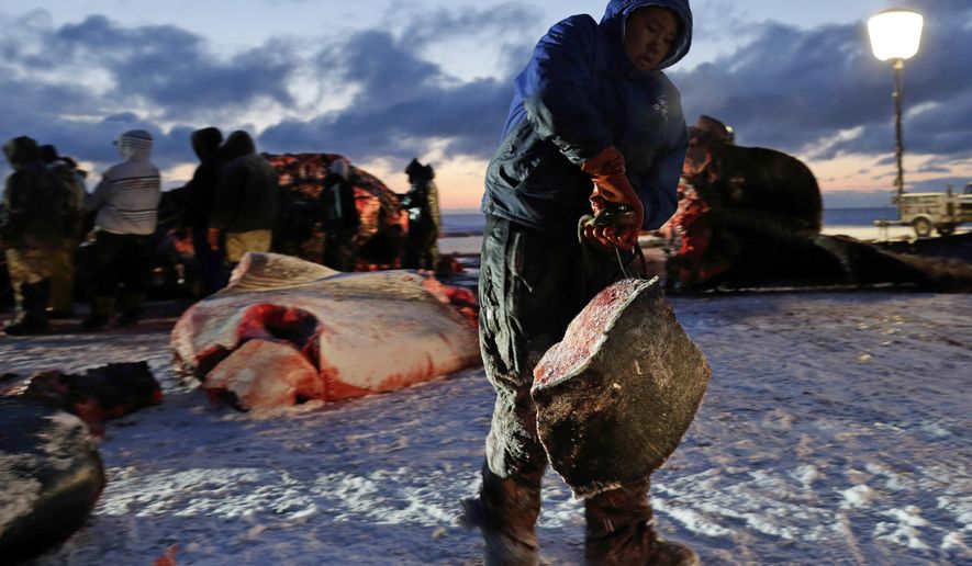 FILE - In this Oct. 7, 2014 file photo, a man hauls whale blubber as a bowhead whale is butchered near Utqiagvik, then known as Barrow, Alaska. Federal officials are reviewing annual quotas for 11 Alaska Native villages whose subsistence hunters are authorized to harvest bowhead whales. The National Oceanic and Atmospheric Administration says the public has until Sept. 14, 2017, to comment on catch limits for a six-year period to begin in 2019. (AP Photo/Gregory Bull, File)