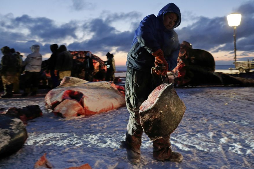 FILE - In this Oct. 7, 2014 file photo, a man hauls whale blubber as a bowhead whale is butchered near Utqiagvik, then known as Barrow, Alaska. Federal officials are reviewing annual quotas for 11 Alaska Native villages whose subsistence hunters are authorized to harvest bowhead whales. The National Oceanic and Atmospheric Administration says the public has until Sept. 14, 2017, to comment on catch limits for a six-year period to begin in 2019. (AP Photo/Gregory Bull, File)