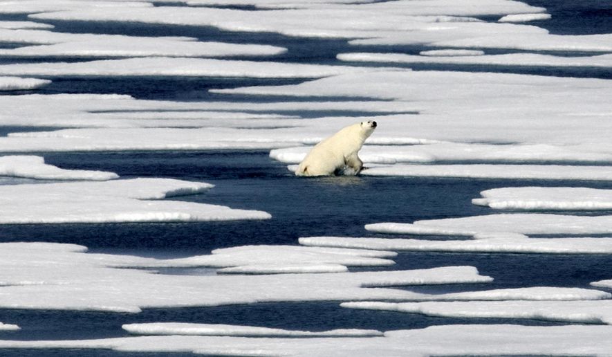 A polar bear steps out of a pool while walking on the ice in the Franklin Strait in the Canadian Arctic Archipelago, Saturday, July 22, 2017. Industry experts, researchers and veterans of the Far North say there remain many obstacles to reaping the riches once blocked by the ice. Conservationists also oppose the large-scale extraction of Arctic resources, fearing that the fragile environment will be irreparably harmed. (AP Photo/David Goldman)