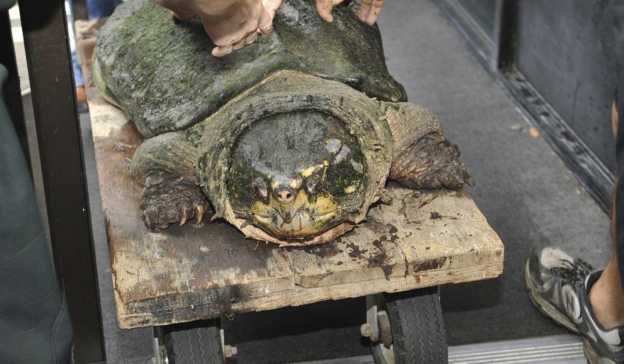 FILE - In this July 12, 2014 file photo, The Museum of Science and History (MOSH) celebrates the birthday of Tonca, an alligator snapping turtle in Jacksonville, Fla. Investigators in Beaumont, Texas said Tuesday, Aug. 22, 2017, that three men have pleaded guilty in a scheme to sell dozens of rare alligator snapping turtles caught during Texas fishing trips and hauled to Louisiana. Prosecutors announced Travis Joseph Leger and Rickey Paul Simon, both of Sulphur, Louisiana, and Jason Gene Leckelt of Wilburton, Oklahoma, pleaded guilty to conspiracy to illegally traffic alligator snapping turtles. (Bruce Lipsky/The Florida Times-Union via AP File)