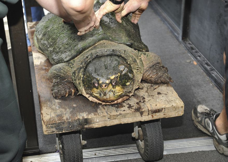 FILE - In this July 12, 2014 file photo, The Museum of Science and History (MOSH) celebrates the birthday of Tonca, an alligator snapping turtle in Jacksonville, Fla. Investigators in Beaumont, Texas said Tuesday, Aug. 22, 2017, that three men have pleaded guilty in a scheme to sell dozens of rare alligator snapping turtles caught during Texas fishing trips and hauled to Louisiana. Prosecutors announced Travis Joseph Leger and Rickey Paul Simon, both of Sulphur, Louisiana, and Jason Gene Leckelt of Wilburton, Oklahoma, pleaded guilty to conspiracy to illegally traffic alligator snapping turtles. (Bruce Lipsky/The Florida Times-Union via AP File)