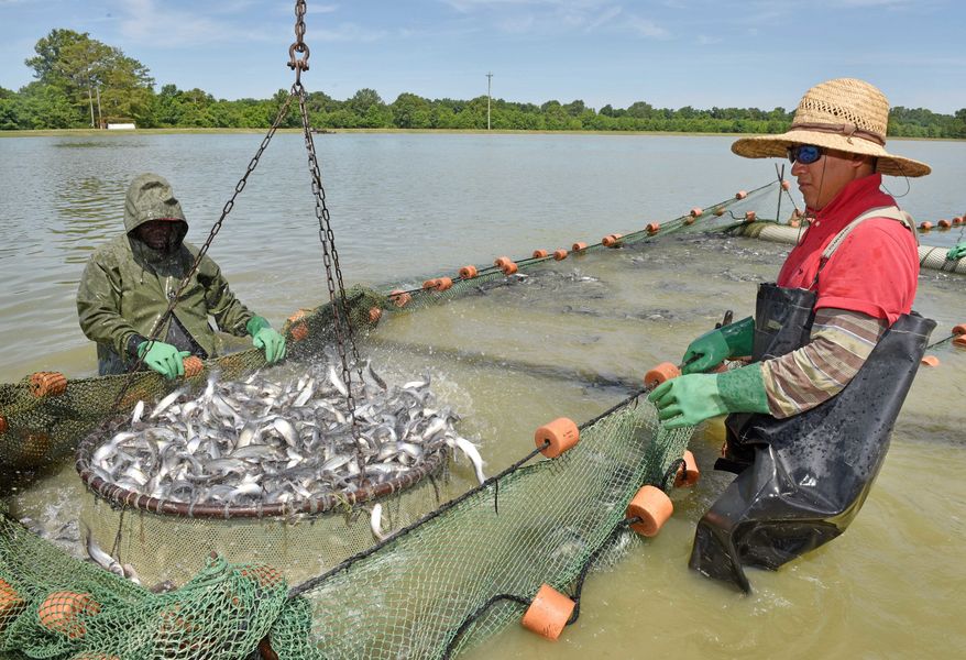U.S. catfish producers have been burdened by inspection rules meant to chase away foreign imports, but watchdog groups call it an example of the government wasting millions on duplicative inspections meant to shore up fisheries from cheaper competition from Asian markets. (Associated Press)
