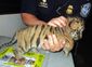 smuggled_tiger_77790.jpg