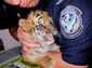 smuggled_tiger_95642.jpg