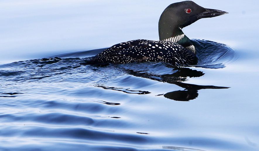 FILE - In this Sunday, April 20, 2014, file photo, a loon swims on Lake Winnipesaukee in Wolfeboro, N.H. The loon is a threatened bird and nowhere has its decline been greater in the state than on Squam Lake, the setting for the movie "On Golden Pond." A loon preservation committee and the state Department of Environmental Services are trying to get a better understanding of the problem. (AP Photo/Jim Cole, File)
