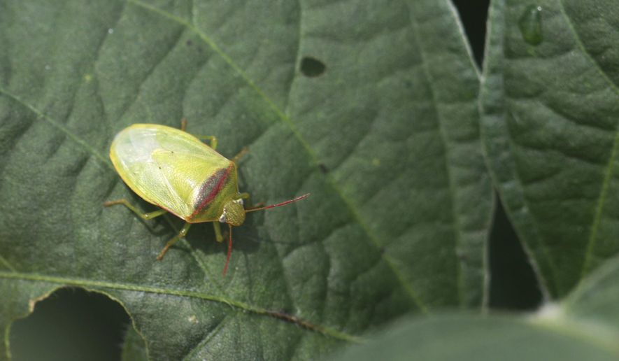 This Aug. 17, 2017 photo shows a Redbanded stinkbug on a soybean plant at the Delta Research and Extension Center in Stoneville, Miss. The Deep South’s nastiest soybean pest is marching north, and Mississippi and Arkansas are facing their worst invasion ever. Two warm winters followed by this year’s warm spring have let invasive red-banded stinkbugs spread well beyond south Louisiana, where they’ve been prevalent since 2000. (Don Cook/MSU Delta Research and Extension Center via AP)