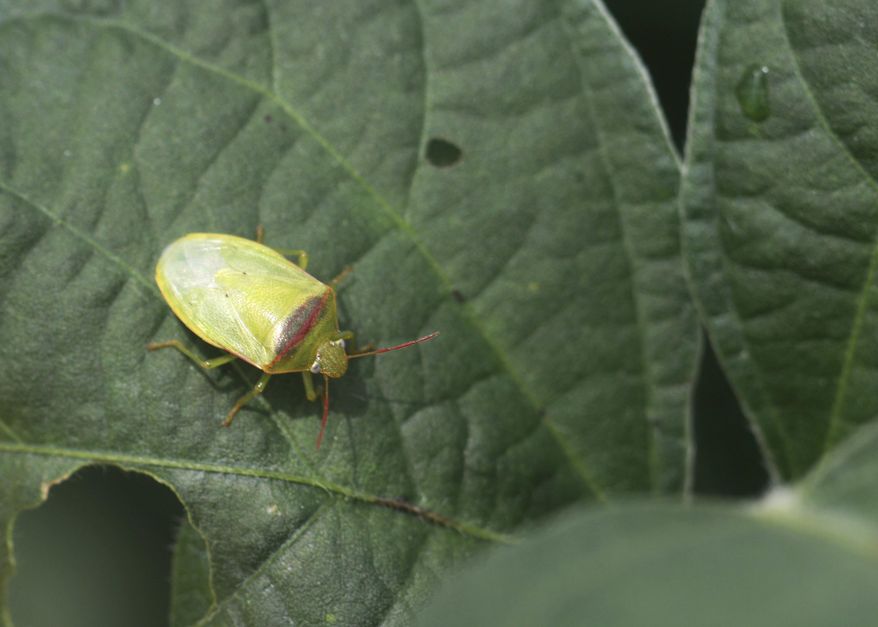 This Aug. 17, 2017 photo shows a Redbanded stinkbug on a soybean plant at the Delta Research and Extension Center in Stoneville, Miss. The Deep South’s nastiest soybean pest is marching north, and Mississippi and Arkansas are facing their worst invasion ever. Two warm winters followed by this year’s warm spring have let invasive red-banded stinkbugs spread well beyond south Louisiana, where they’ve been prevalent since 2000. (Don Cook/MSU Delta Research and Extension Center via AP)