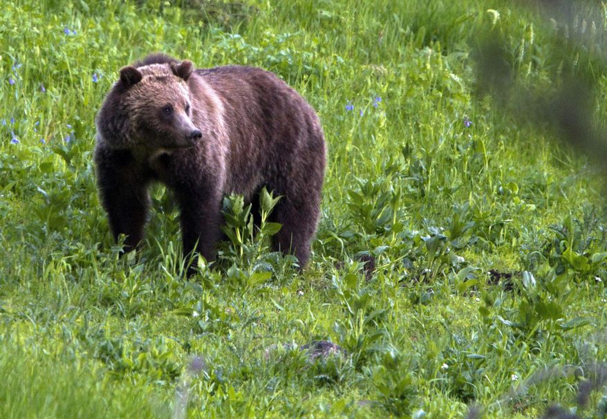 FILE - This July 6, 2011 file photo shows a grizzly bear roaming near Beaver Lake in Yellowstone National Park, Wyo. Wildlife advocates and a Montana Indian tribe are asking a U.S. court to restore protections for grizzly bears in and around Yellowstone National Park so that trophy hunting of the fearsome animals would not be allowed. (AP Photo/Jim Urquhart, File)