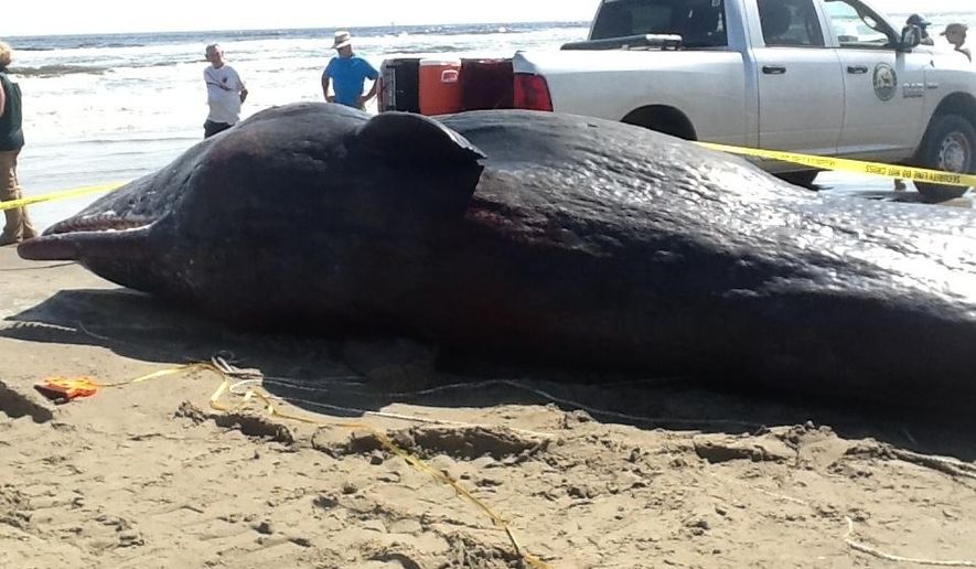 This Saturday, Aug. 26, 2017, photo provided by the Louisiana Department of Wildlife and Fisheries shows a dead sperm whale on Grand Isle, La. The state Department of Wildlife and Fisheries says it’s the third sperm whale found stranded along the state coast in the past year, and the fifth stranding of the endangered mammal in the northern Gulf of Mexico. Biologist Mandy Tumlin says in a news release Thursday, Aug. 31, that the whale found was female. (Mandy Tumlin/Louisiana Department of Wildlife and Fisheries via AP)