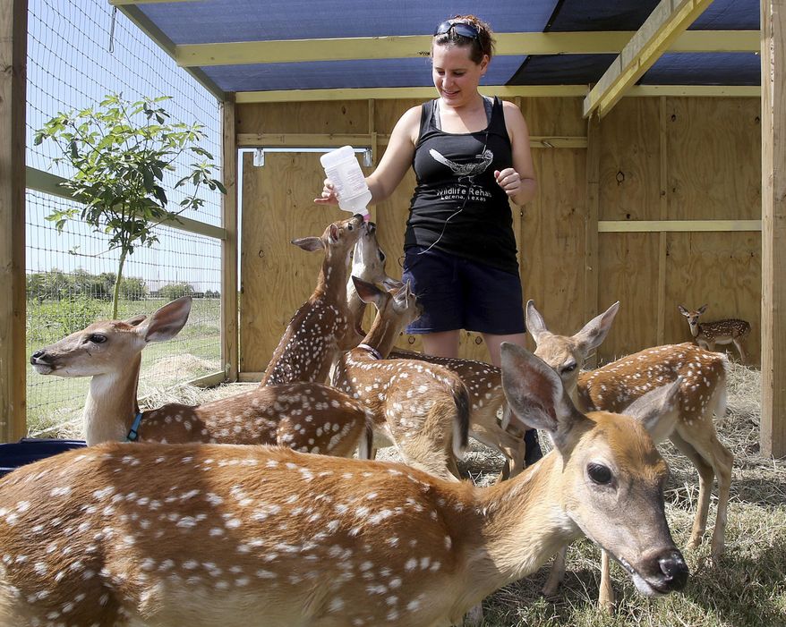 In this Aug. 10, 2017 photo, Rachel Sine, Wildlife Rehab Director hand feeds a baby deer at a regional sanctuary near Lorena, Texas. A menagerie of injured and abandoned wild animals are finding care at the federally licensed nonprofit wildlife rehabilitation center where dozen types of animals, including opossums, raccoons, a fox, owls, various other birds, deer and more call home. (Jerry Larson/Waco Tribune-Herald via AP)