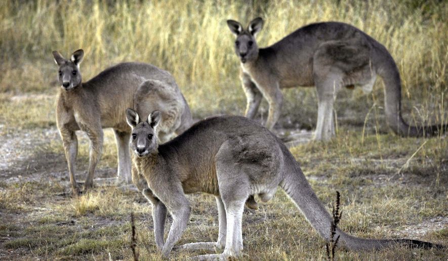 FILE - In this March 15, 2008, file photo, grey kangaroos are seen at the Belconnen Naval Transmission Station near Canberra, Australia. In March 2018, the Bronx Zoo in New York City announced it will treat one of its kangaroos suffering from arthritis with cryotherapy. (AP Photo/Mark Graham, File)