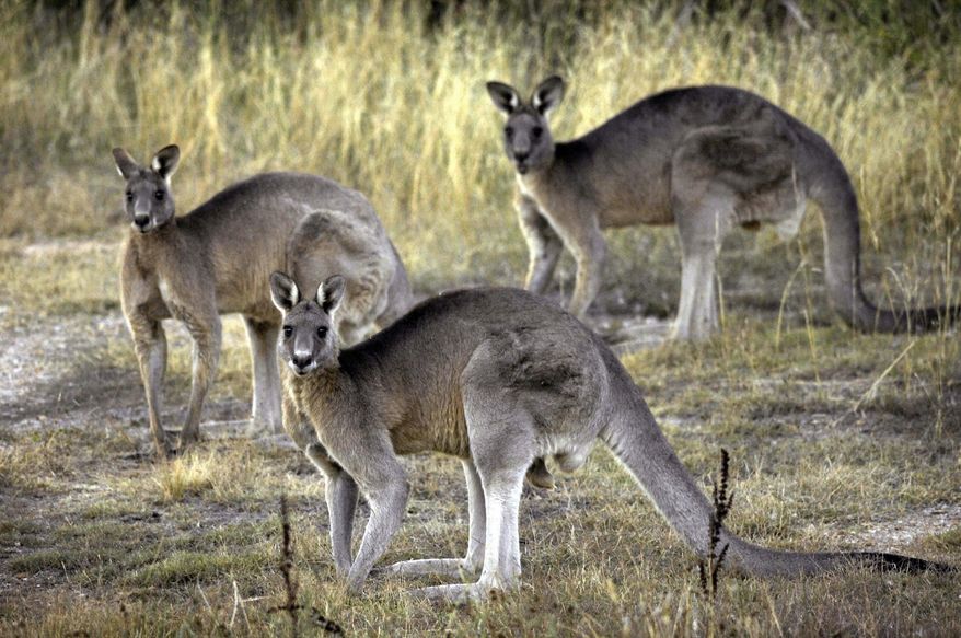 FILE - In this March 15, 2008, file photo, grey kangaroos are seen at the Belconnen Naval Transmission Station near Canberra, Australia. In March 2018, the Bronx Zoo in New York City announced it will treat one of its kangaroos suffering from arthritis with cryotherapy. (AP Photo/Mark Graham, File)