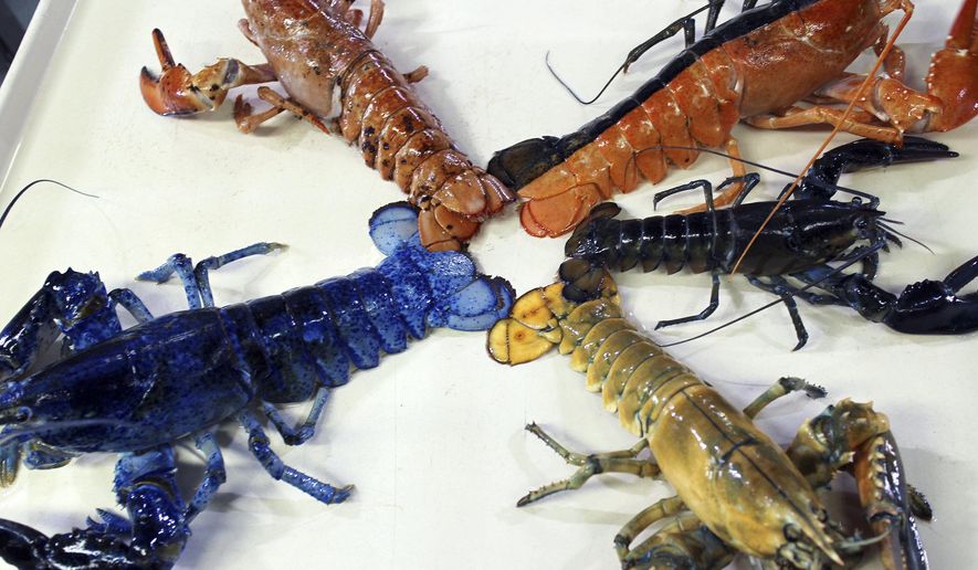 In this Thursday, Aug. 31, 2017 photo provided by the New England Aquarium, a rare yellow lobster, lower right, is displayed for photos at the aquarium in Boston with their collection of other oddly colored crustaceans. The lobster, donated by a Salem seafood company, will be put on exhibit for about a month after it undergoes quarantine. (Emily Bauernfeind/New England Aquarium via AP)
