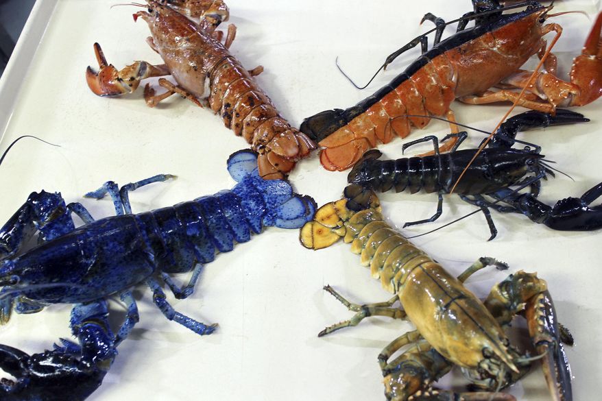 In this Thursday, Aug. 31, 2017 photo provided by the New England Aquarium, a rare yellow lobster, lower right, is displayed for photos at the aquarium in Boston with their collection of other oddly colored crustaceans. The lobster, donated by a Salem seafood company, will be put on exhibit for about a month after it undergoes quarantine. (Emily Bauernfeind/New England Aquarium via AP)