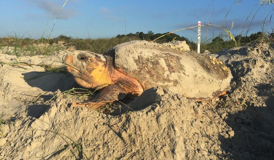This 2017 photo provided by the Georgia Department of Natural Resources shows a sea turtle on the beach at Sapelo Island, Ga. Rare loggerhead sea turtles laid eggs at a slower pace this summer on beaches in Georgia and the Carolinas compared to their record-shattering 2016 nesting season. However, state biologists say nest counts for the 2017 season that just ended remain well above average. (Shelby Walker/Georgia Department of Natural Resources via AP)