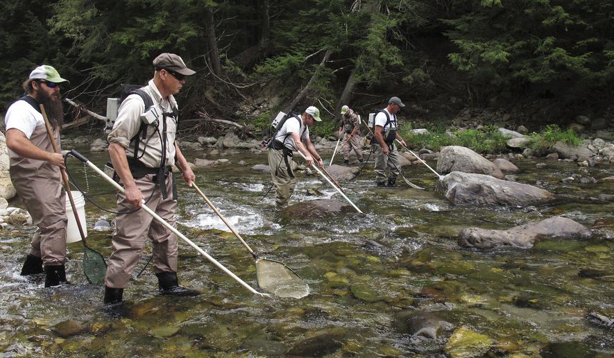 In this Aug. 29, 2017 photo state and federal fisheries experts look for landlocked Atlantic salmon in the Huntington River in Huntington, Vt. About 150 years after Atlantic salmon were pushed out of the Lake Champlain basin and almost 50 years after restoration efforts began, the fish are again naturally reproducing in rivers in Vermont and New York. The biologists in Huntington were checking on the health of fish that were stocked in the river last fall. (AP Photo/Wilson Ring)