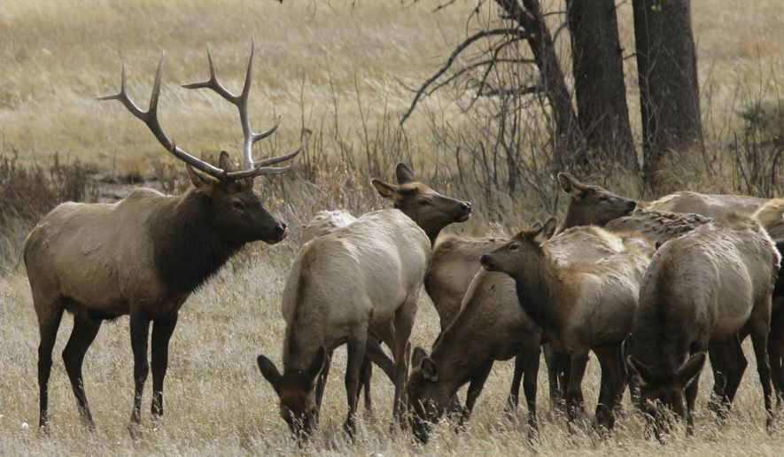 In this Oct. 1, 2006 file photo, a bull elk keeps a watchful eye on a herd of cow elk in Rocky Mountain National Park near Estes Park, Colo. A playground in Estes Park has been closed indefinitely by Colorado Parks & Wildlife after a cow elk stomped on a child, the second such incident in the past week. (AP Photo/David Zalubowski, File)