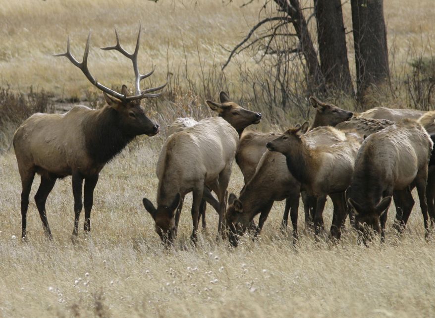 In this Oct. 1, 2006 file photo, a bull elk keeps a watchful eye on a herd of cow elk in Rocky Mountain National Park near Estes Park, Colo. A playground in Estes Park has been closed indefinitely by Colorado Parks & Wildlife after a cow elk stomped on a child, the second such incident in the past week. (AP Photo/David Zalubowski, File)