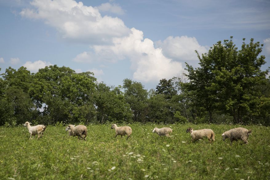 In this Aug. 1, 2017 photo, lambs scamper across a pasture at Jamison Farm in Latrobe, Pa. Jamison refers to the area as "Napa Valley for sheep" because of the quality of the grass. (Alex Driehaus/Pittsburgh Post-Gazette via AP)
