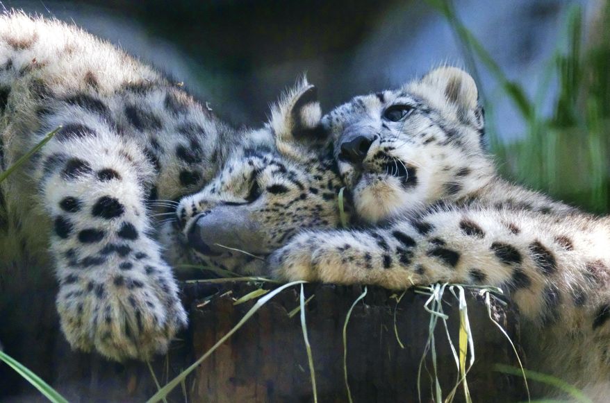 Two endangered snow leopard cubs play in their enclosure at the Los Angeles Zoo on Tuesday, Sept. 12, 2017. Brother and sister snow leopard kittens romped and rough-housed as they made their public debut Tuesday. The fuzzy siblings, born in May, explored their outdoor habitat as their mother Georgina and zoo visitors looked on. (AP Photo/Richard Vogel)