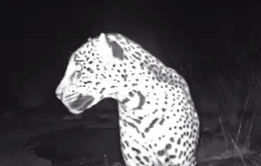 This 2017 image taken from a remote night video camera and provided by the Center for Biological Diversity shows a wild jaguar in Arizona. Wildlife conservationists released the new video footage showing what is believed to be the third jaguar to be seen in the United States in the past few years. (The Center for Biological Diversity via AP)