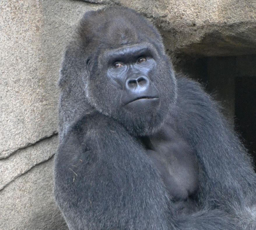 A photo provided by The Cincinatti Zoo shows a 29-year-old western lowland silverback gorilla named Mshindi, who was recently added to the exhibit from the Louisville Zoo. Mshindi is the first gorilla to be added to the exhibit since the 2016 death of Harambe who was killed after a boy climbed into his enclosure. (Michele Curley/Cincinnati Zoo via AP)