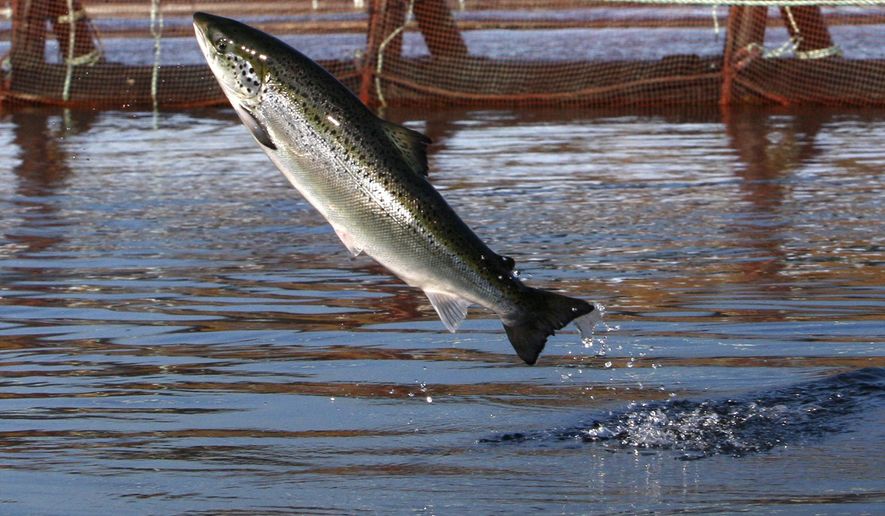 FILE - In this Oct. 11, 2008 file photo, an Atlantic salmon leaps in a Cooke Aquaculture farm pen near Eastport, Maine. A surge of parasitic sea lice is disrupting salmon farms around the world, infesting salmon farms in the U.S., Canada, Scotland, Norway and Chile. (AP Photo/Robert F. Bukaty, File)