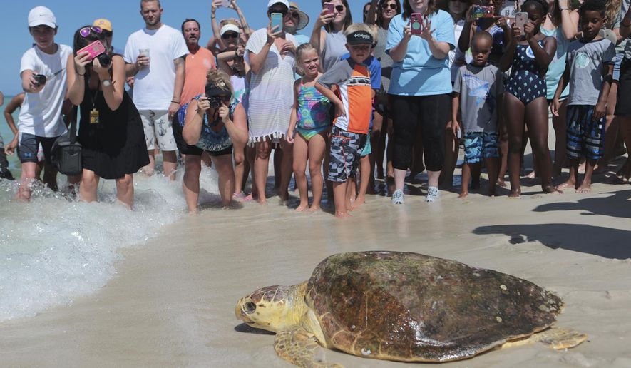 FILE - In this July 14, 2016 file photo a loggerhead sea turtle, is released back into the gulf after being treated for pneumonia at Gulf World Marine Institute, in Inlet Beach, Fla. Sea turtles are lumbering back from the brink of extinction, a new study says. Scientists found more populations of the large turtles improving than declining when they looked at nearly 60 regions across the globe. Their work was published Wednesday, Sept. 20, 2017, in the journal Science Advances.  (Heather Leiphart /News Herald via AP, File)