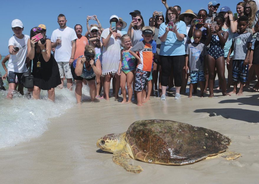 FILE - In this July 14, 2016 file photo a loggerhead sea turtle, is released back into the gulf after being treated for pneumonia at Gulf World Marine Institute, in Inlet Beach, Fla. Sea turtles are lumbering back from the brink of extinction, a new study says. Scientists found more populations of the large turtles improving than declining when they looked at nearly 60 regions across the globe. Their work was published Wednesday, Sept. 20, 2017, in the journal Science Advances.  (Heather Leiphart /News Herald via AP, File)