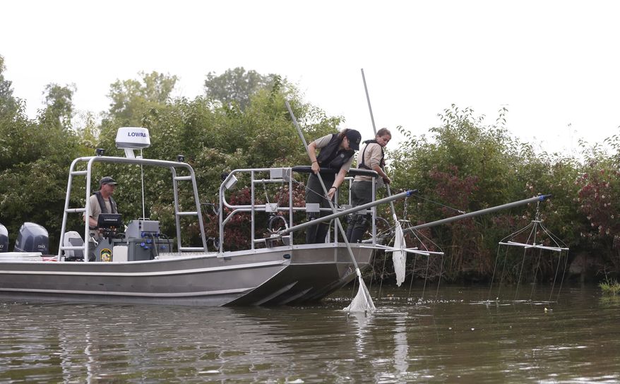 Janice Kerns, left, and Anne Marie Gorman, both with the Ohio DNR, net fish after a brief electric shock is administered to the water. Researchers in the Great Lakes region have found new evidence that invasive grass carp are spawning near the mouth of a river that flows into Lake Erie. The discovery of more grass carp eggs this summer in a northern Ohio river points to what some scientists believe is a growing danger. (Jetta Fraser /The Blade via AP)