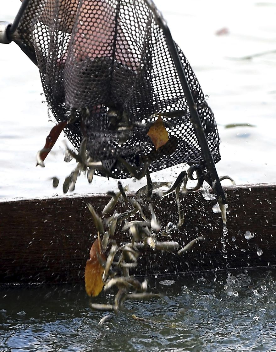 ADVANCE FOR SATURDAY, SEPT. 30 AND THEREAFTER - In a Friday, Sept. 22, 2017 photo, Craig Berberich pulls minnows from one of his traps on a pond near Mankato, Minn. Trappers like Berberich are finding it harder to supply bait shops with minnows as invasive species infest more lakes and minnow water have disappeared or been transformed into rearing ponds. (Pat Christman/The Free Press via AP)