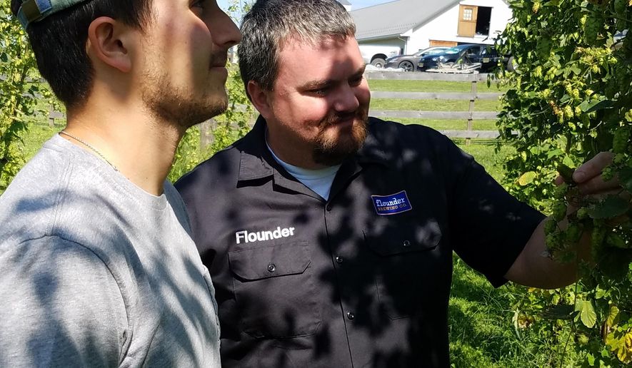 Anthony Verdi examines the progress of one of the 700 hops at his "yard" at Sky High Hops in Readington, N.J. Jeremy Lees of Flounder Brewing in Hillsborough and Verdi of Sky High Hops in the Three Bridges section of Readington have partnered on producing beer that has earned the label of Jersey Fresh because it is made entirely with New Jersey ingredients. (Mike Deak/The Courier-News via AP)