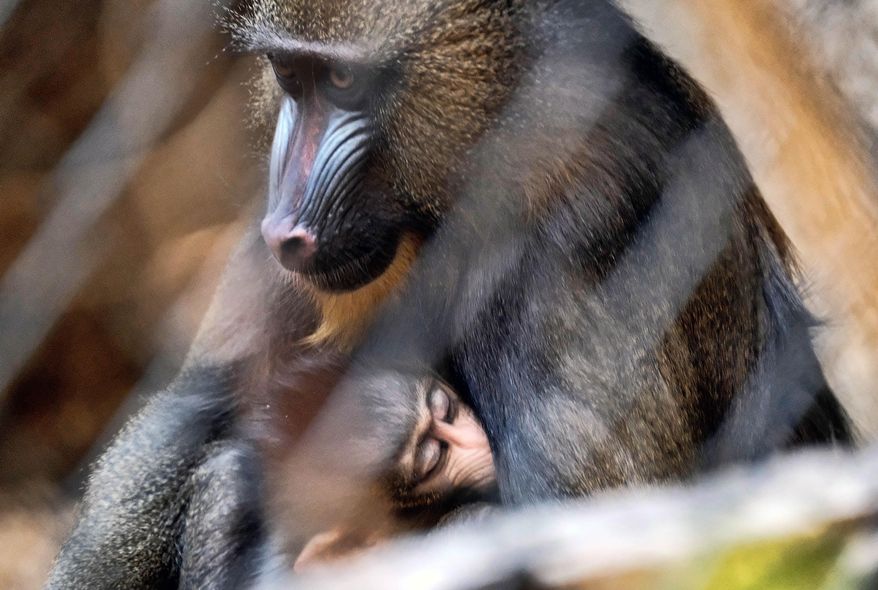 A baby mandrill monkey sleeps it's mother's lap in their enclosure at the Los Angeles Zoo on Tuesday, Sept. 26, 2017. The zoo is welcoming two mandrill babies to the troop, the largest of the monkey species and one of the most colorful. A female baby was born on Aug. 3, 2017 to five-year-old mother, Juliette and a male baby was born on Aug. 17, 2017 to four-year-old mother, Clementine. The first-time mothers came to the L.A. Zoo from Parc Zoologique de La Palmyr in France in April 2016 to be paired with the first-time father, six-year-old Jabari, as part of a Species Survival Program (SSP) to strengthen the gene pool of this vulnerable species. (AP Photo/Richard Vogel)