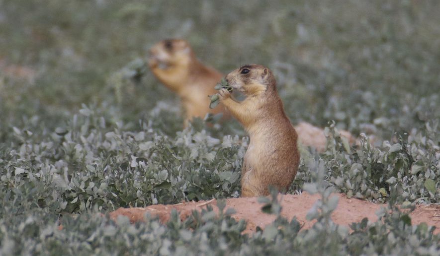 FILE - This Aug. 6, 2015, file photo, shows prairie dogs, in southern Utah. Southern Utah residents who say federal safeguards for the Utah prairie dog prevent them from doing what they want with their property are asking the U.S. Supreme Court to hear their case. Attorneys for residents in Cedar City said in a Tuesday, Sept. 26, 2017, court filing that an appeals court February decision to strip Utah state officials of control of the burrowing critters amounts to "untrammeled federal intrusion." (AP Photo/Rick Bowmer, File)