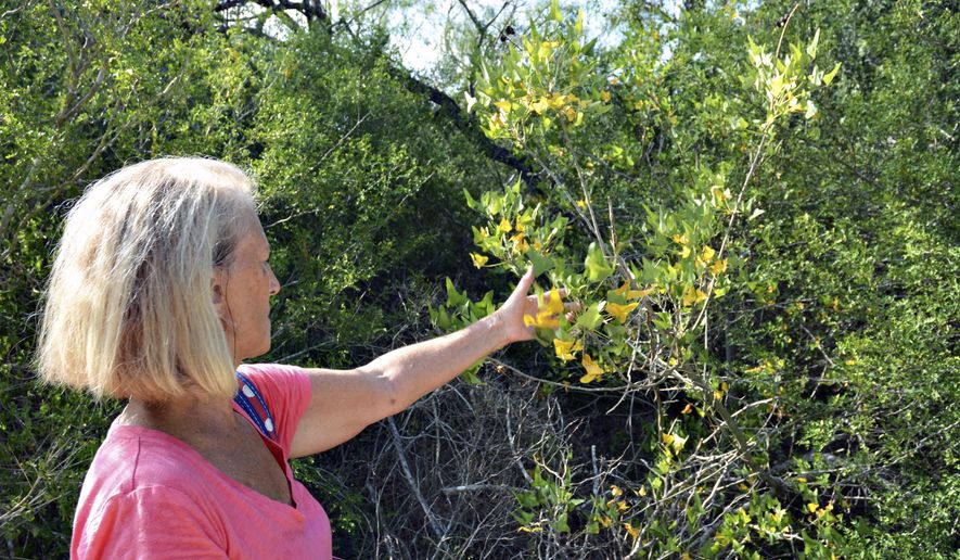 In this Sept. 22, 2017, photo, Anita Westervelt, a Texas Master Naturalist, points out a small tree during a tour on the Ebony Loop of Hugh Ramsey Nature Park in Harlingen, Texas. Westervelt and fellow naturalist Barbara Peet give free native plant tours twice a month. (Rick Kelley/Valley Morning Star via AP)