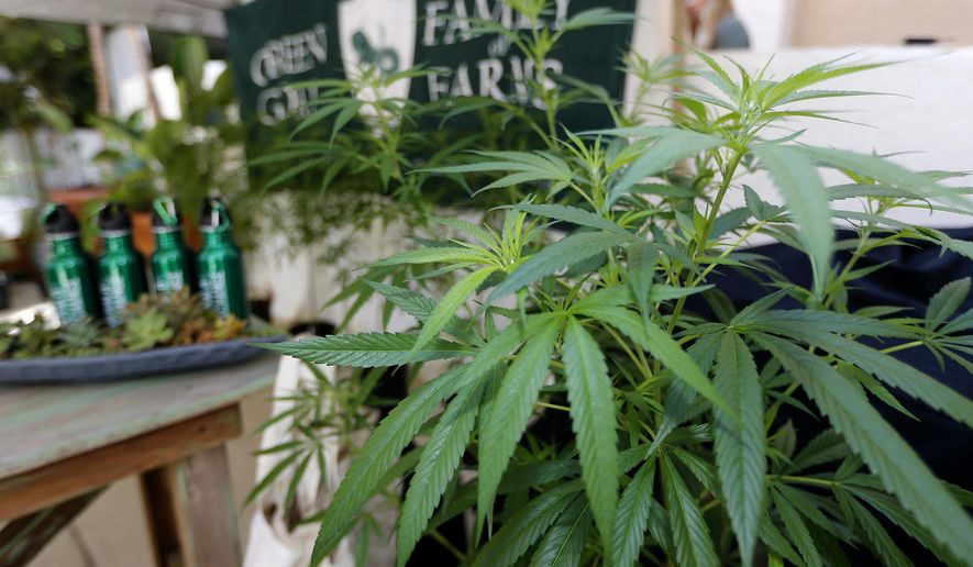 Marijuana plants are displayed at the Green Goat Family Farms stand at &amp;quot;The State of Cannabis,&amp;quot; a California industry group meeting in Long Beach, Calif., on Thursday, Sept. 28, 2017. California&#x27;s emerging marijuana industry is being rattled by an array of unknowns, as the state races to issue its first licenses to grow and sell legal recreational pot on Jan. 1. Proposition 64, which legalized recreational pot use for adults, takes effect next year. (AP Photo/Damian Dovarganes)