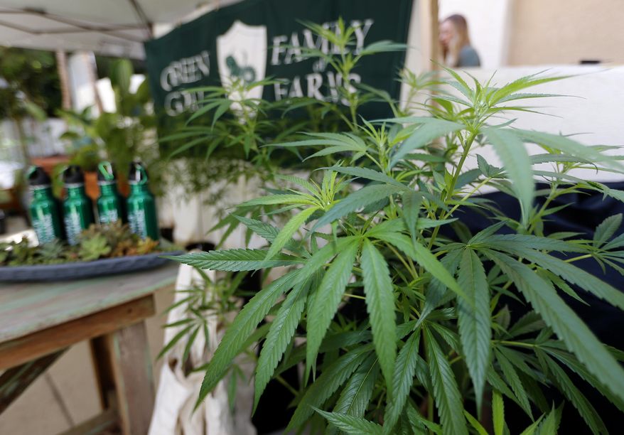 Marijuana plants are displayed at the Green Goat Family Farms stand at "The State of Cannabis," a California industry group meeting in Long Beach, Calif., on Thursday, Sept. 28, 2017. California's emerging marijuana industry is being rattled by an array of unknowns, as the state races to issue its first licenses to grow and sell legal recreational pot on Jan. 1. Proposition 64, which legalized recreational pot use for adults, takes effect next year. (AP Photo/Damian Dovarganes)