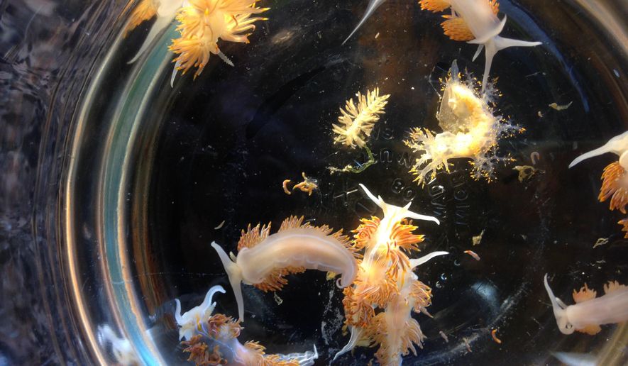 This April 2015 photo provided by John W. Chapman shows marine sea slugs from a derelict vessel from Iwate Prefecture, Japan which washed ashore in Oregon. On Thursday, Sept. 27, 2017, researchers reported nearly 300 species of fish, mussels and other sea creatures hitchhiked across the Pacific Ocean on debris from the 2011 Japanese tsunami, washing ashore alive in the United States. (John W. Chapman via AP)