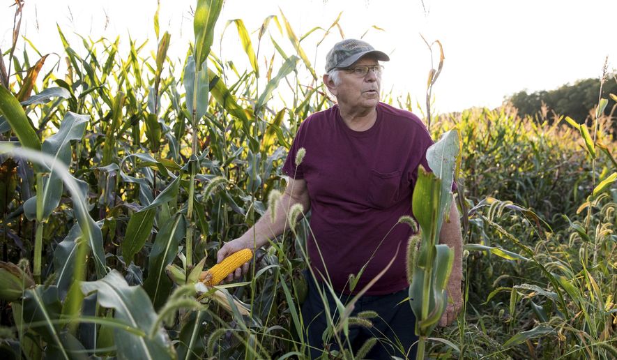 ADVANCE FOR THE WEEKEND OF SEPT. 30-OCT. 1 AND THEREAFTER - Farmer Andy Zagata checks his corn crop on a property in Huntington Twp, Pa. near Shickshinny on Wednesday, Sept. 20, 2017. The 69-year-old part-time farmer benefitted from incentives as part of a Luzerne Conservation District conservation farming program encouraging no-till farming and planting cover crops. (Christopher Dolan/The Citizens' Voice via AP)