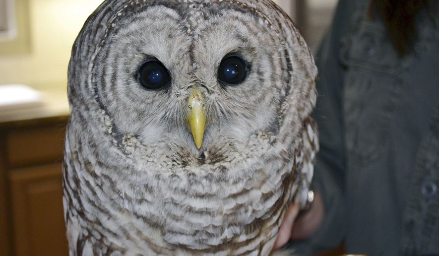 FILE - In this Wednesday, March 29, 2017 file photo, Jane Kelly, owner of On the Wing, in Epping, N.H., holds a barred owl that is recovering there after being hit by a truck and becoming lodged between the cab and the cargo hold of a truck traveling from Massachusetts to New Hampshire earlier in the month. Kelly, who helped care for the owl over the last six months, said the raptor, named "Trucker," was released Saturday, Sept. 29, 2017, in Wilmington, Mass., where the mishap originally occurred. (AP Photo/Michael Casey)