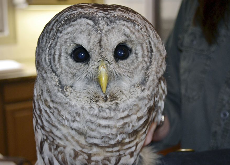 FILE - In this Wednesday, March 29, 2017 file photo, Jane Kelly, owner of On the Wing, in Epping, N.H., holds a barred owl that is recovering there after being hit by a truck and becoming lodged between the cab and the cargo hold of a truck traveling from Massachusetts to New Hampshire earlier in the month. Kelly, who helped care for the owl over the last six months, said the raptor, named "Trucker," was released Saturday, Sept. 29, 2017, in Wilmington, Mass., where the mishap originally occurred. (AP Photo/Michael Casey)