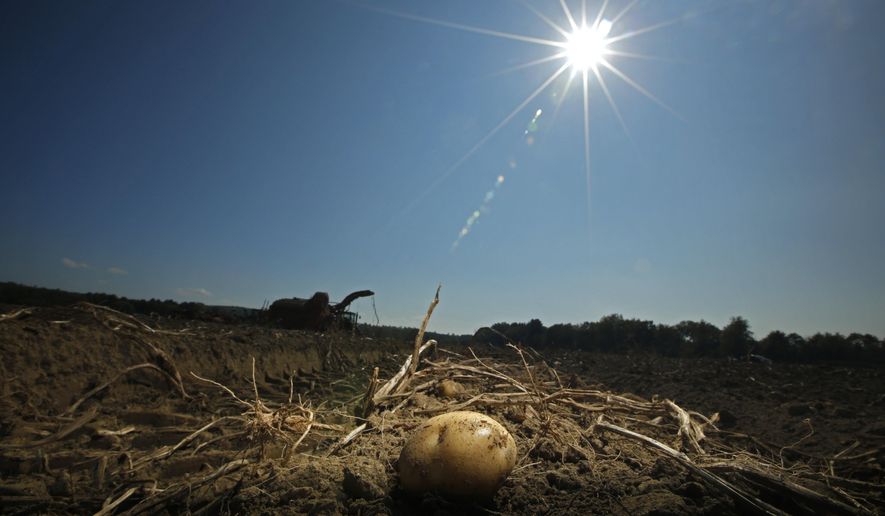 In this Wednesday, Sept. 27, 2017 photo a potato remains in a field after harvesting was temporarily shut down due to unseasonably hot weather at Green Thumb Farms in Fryeburg, Maine. The delayed harvest is the latest setback for farmers after a dry season produced a smaller crop of potatoes. (AP Photo/Robert F. Bukaty)