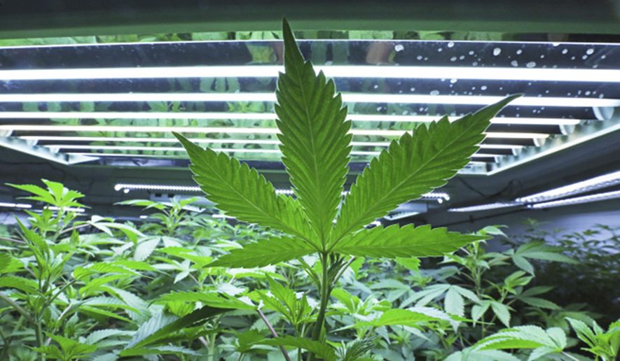 This June 5, 2017, photo shows a marijuana leaf in the vegetative room at Alaska Cannabis Cultivators in Fairbanks, Alaska. (Eric Engman/Fairbanks Daily News-Miner via AP)