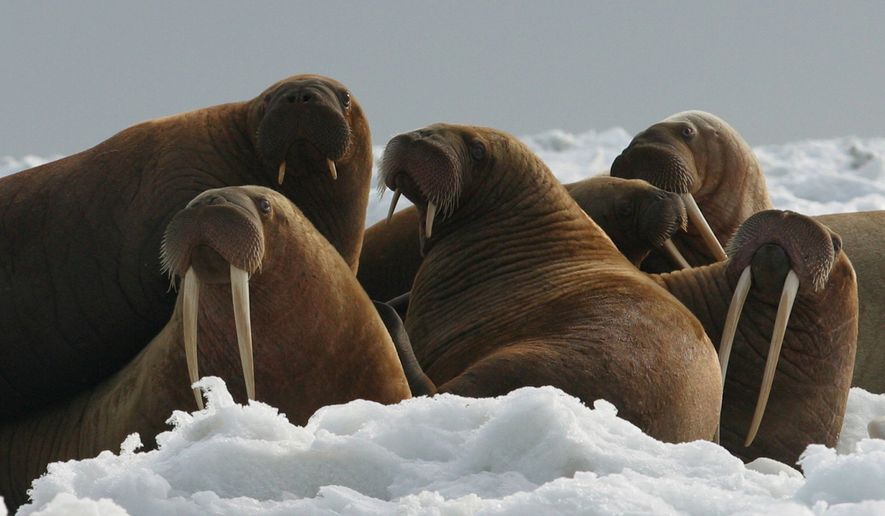 The Fish and Wildlife Service announced that listing the Pacific walrus and 24 other species under the Endangered Species Act was &quot;not warranted.&quot; (Associated Press)