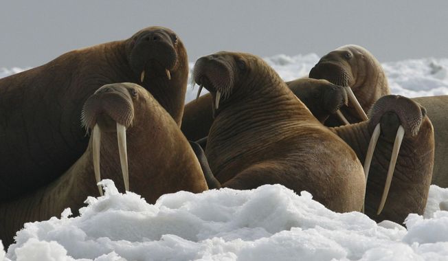 EMBARGO 9 am EDT WED., OCT. 4, 2017 &amp;amp; CHECK CAPTION WITH STORY  FILE - In this April 18, 2004, file photo provided by the U.S. Fish and Wildlife Service, Pacific walrus cows and yearlings rest on ice in Alaska. The Trump administration will not add Pacific walrus to the threatened species list. The U.S. Fish and Wildlife Service announced Wednesday, Oct. 4, 2017, that it can&#x27;t say with certainty that walrus are likely to become endangered despite an extensive loss of Arctic sea ice due to global warming. (Joel Garlich-Miller/U.S. Fish and Wildlife Service via AP, File)