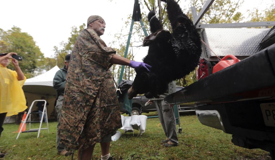 Greg Honachefsky, a volunteer wildlife technician, weighs the first hunted black bear checking in at the Whittingham Wildlife Managment Area during the first day of a six-day state black bear hunt Monday, Oct. 9, 2017, in Fredon, N.J. (Daniel Freel/The New Jersey Herald via AP)