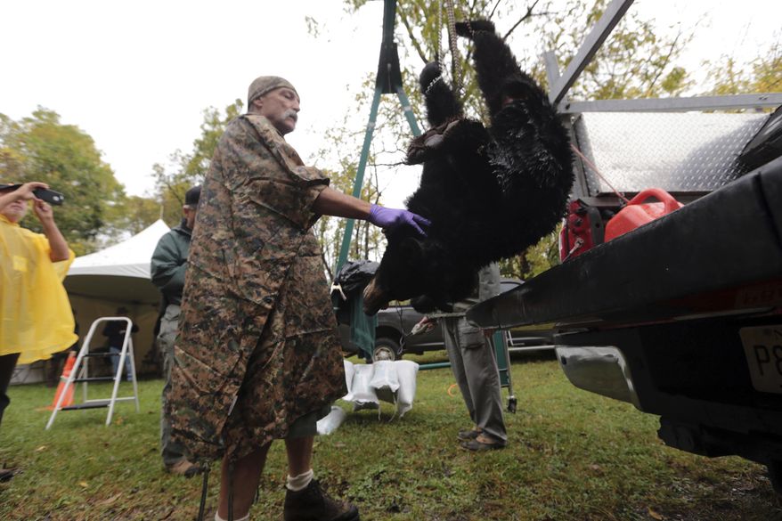 Greg Honachefsky, a volunteer wildlife technician, weighs the first hunted black bear checking in at the Whittingham Wildlife Managment Area during the first day of a six-day state black bear hunt Monday, Oct. 9, 2017, in Fredon, N.J. (Daniel Freel/The New Jersey Herald via AP)