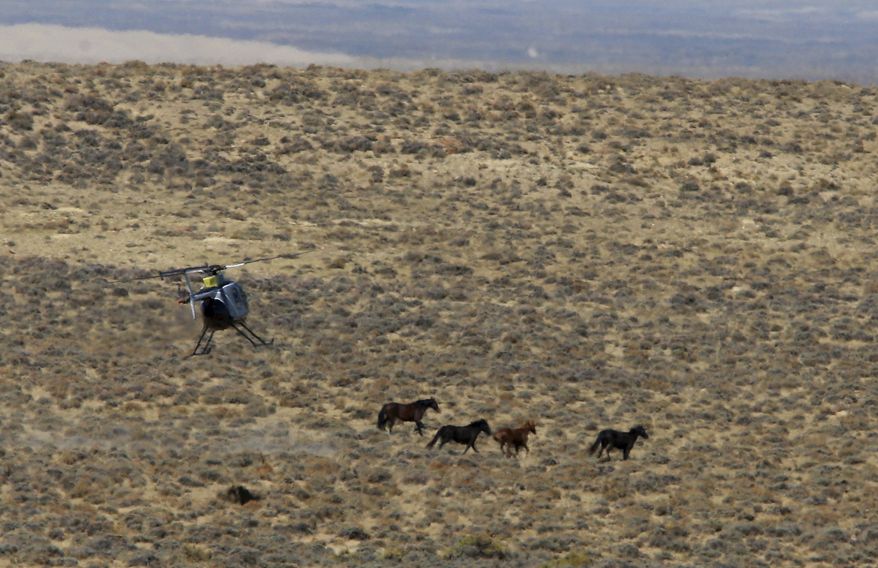 FILE - In this Sept. 24, 2014, file photo, a helicopter pilot tries to turn a group of wild horses back toward a trap during a roundup in Sweetwater County, Wyo. A wild horse roundup continued in the desert of southwestern Wyoming after a judge declined to stop it during a lawsuit over how the animals are counted. (Alan Rogers/The Casper Star-Tribune via AP, File)