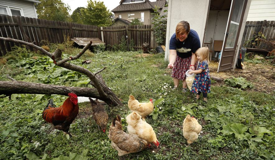 In this Tuesday, Sept. 26, 2017, photo, Tanya Keith, of Des Moines, Iowa, and her daughter Iolana feed their chickens in the backyard of their home, in Des Moines. The trend of raising backyard chickens is causing a soaring number of illnesses from poultry-related diseases. For Keith, the nine hens and a rooster that she keeps behind her home provide fresh eggs and lessons for her three children about where food comes from. But even as her kids collect eggs and help keep the six nesting boxes tidy, she warns them not get too affectionate. (AP Photo/Charlie Neibergall)