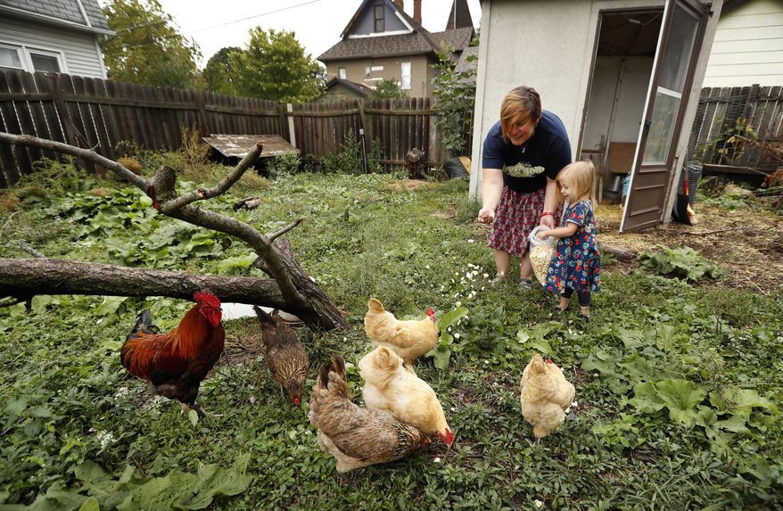 In this Tuesday, Sept. 26, 2017, photo, Tanya Keith, of Des Moines, Iowa, and her daughter Iolana feed their chickens in the backyard of their home, in Des Moines. The trend of raising backyard chickens is causing a soaring number of illnesses from poultry-related diseases. For Keith, the nine hens and a rooster that she keeps behind her home provide fresh eggs and lessons for her three children about where food comes from. But even as her kids collect eggs and help keep the six nesting boxes tidy, she warns them not get too affectionate. (AP Photo/Charlie Neibergall)